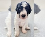 Small Photo #5 Miniature Bernedoodle Puppy For Sale in SAINT LOUIS, MO, USA