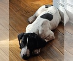 Small Photo #29 German Shorthaired Pointer Puppy For Sale in MCKINNEY, TX, USA