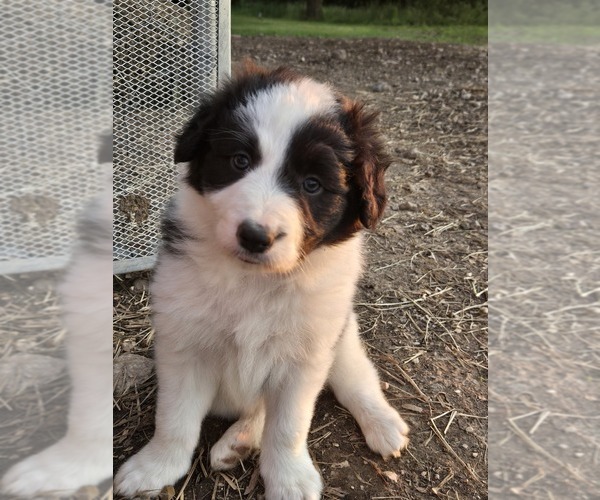 Medium Photo #3 Border Collie Puppy For Sale in LEBANON, MO, USA