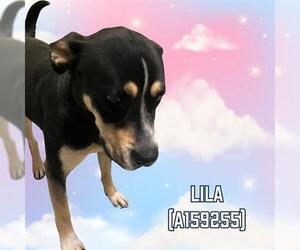 Greater Swiss Mountain Dog-Unknown Mix Dogs for adoption in Tulsa, OK, USA
