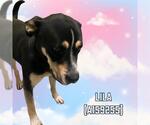 Small Greater Swiss Mountain Dog Mix
