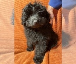 Small Photo #2 Pom-A-Poo Puppy For Sale in ALLIANCE, OH, USA