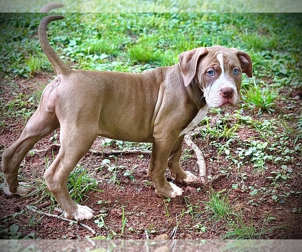 Medium Photo #1 American Bully Puppy For Sale in SNELLVILLE, GA, USA