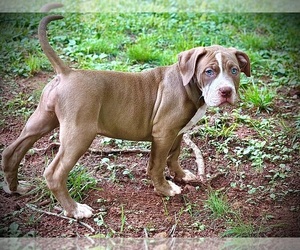 Medium American Bully