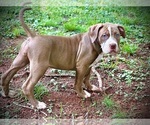 Puppy Orange American Bully