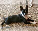Small Photo #1 Boston Terrier Puppy For Sale in SWANSEA, SC, USA