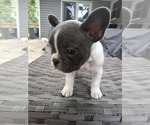 Puppy Dezi French Bulldog