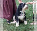 Small Photo #1 Bernedoodle (Miniature) Puppy For Sale in SUNBURY, PA, USA