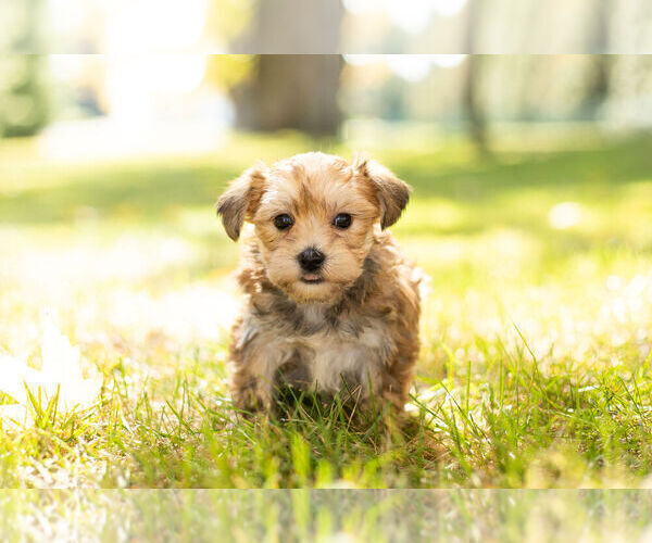 Medium Photo #10 Morkie Puppy For Sale in NAPPANEE, IN, USA