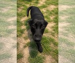 Small #1 Mutt
