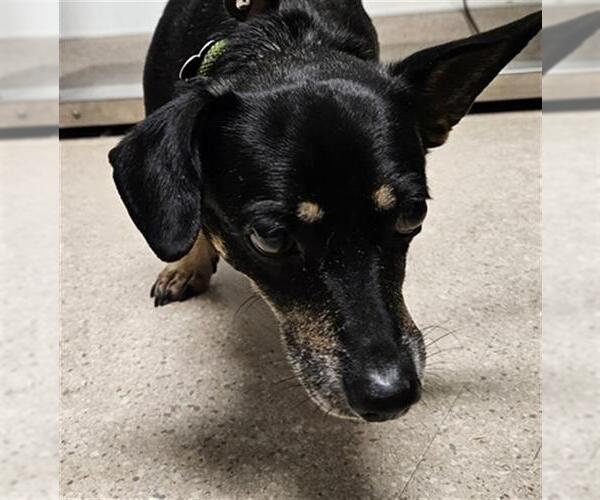 Medium Photo #1 Chihuahua Puppy For Sale in Bakersfield, CA, USA