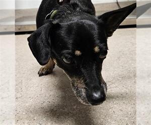 Chihuahua Dogs for adoption in Bakersfield, CA, USA