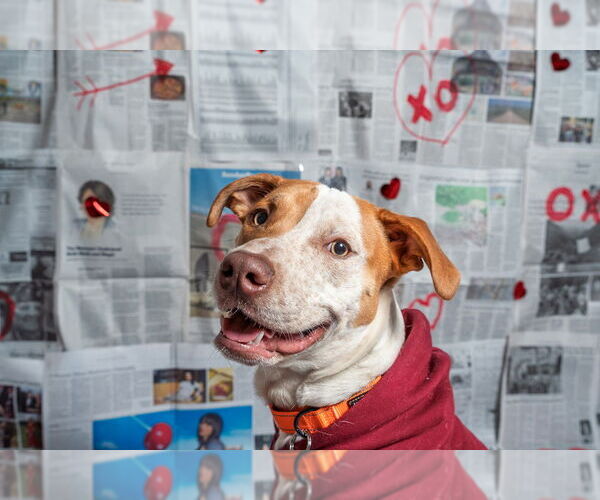 Medium Photo #9 Mutt Puppy For Sale in Mundelein, IL, USA