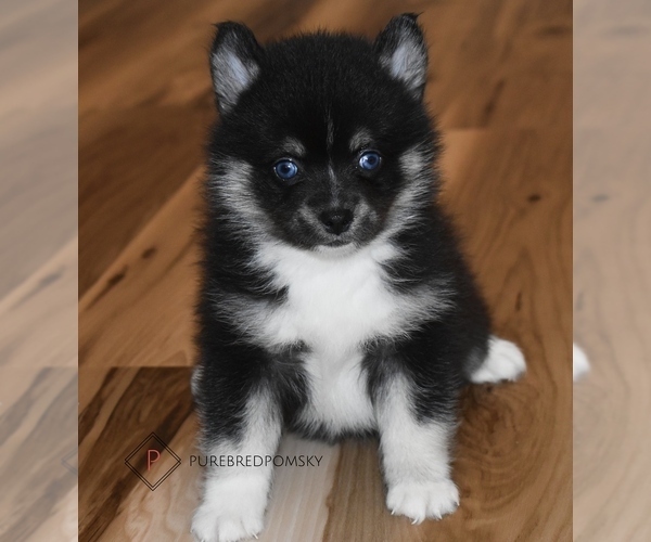 Medium Photo #4 Pomsky Puppy For Sale in KANSAS CITY, MO, USA