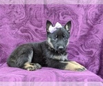 Small Photo #5 German Shepherd Dog Puppy For Sale in NEW PROVIDENCE, PA, USA