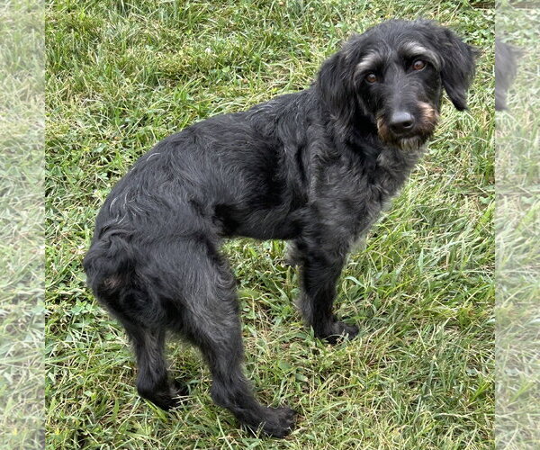 Medium Photo #2 Mutt Puppy For Sale in Batavia, OH, USA