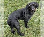 Small Photo #2 Mutt Puppy For Sale in Batavia, OH, USA