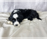 Small Photo #1 Bernedoodle Puppy For Sale in ARLINGTON, TX, USA