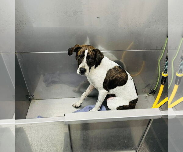 Medium Photo #4 Lab-Pointer Puppy For Sale in Rockaway, NJ, USA