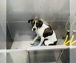 Small #3 Lab-Pointer