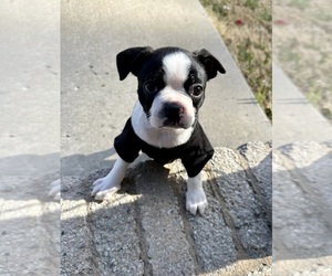 Boston Terrier Puppy for sale in WASHBURN, MO, USA