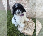 Image preview for Ad Listing. Nickname: Ava