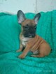 Small Photo #6 French Bulldog Puppy For Sale in PHILA, PA, USA