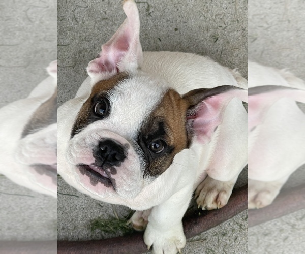 Medium Photo #4 Bulldog Puppy For Sale in ROSEVILLE, MI, USA
