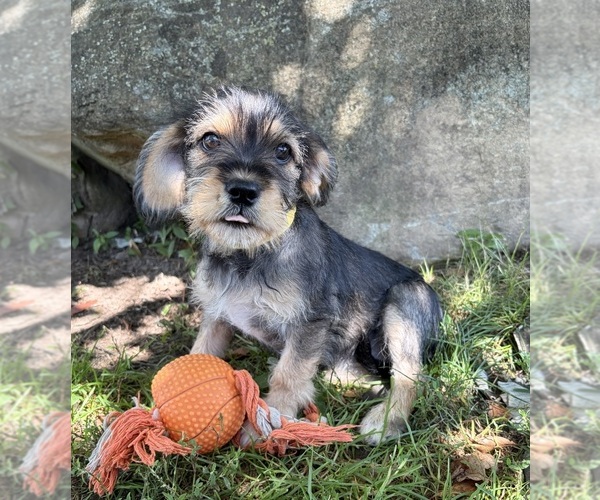 Medium Photo #1 Schnoodle (Miniature) Puppy For Sale in MIDDLEBURY, IN, USA
