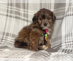Aussiedoodle Miniature  Puppy for sale in LAKELAND, FL, USA