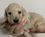Puppy Milton Goldendoodle (Miniature)