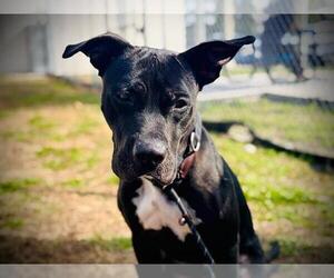 Mutt Dogs for adoption in Orlando, FL, USA