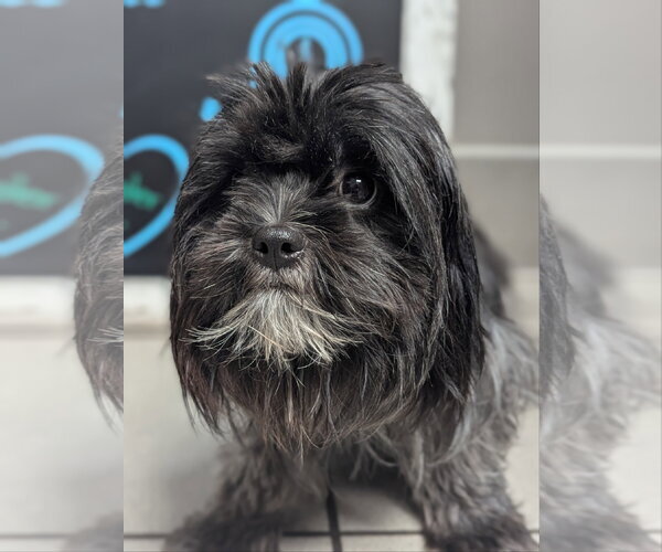 Medium Photo #5 Shih Tzu-Unknown Mix Puppy For Sale in Valrico, FL, USA