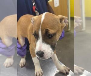 American Pit Bull Terrier Dogs for adoption in Forestville, MD, USA