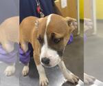 Small American Pit Bull Terrier