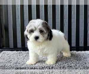 ShihPoo Puppy for sale in FRANKLIN, IN, USA