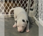 Puppy Puppy 2 American Pit Bull Terrier