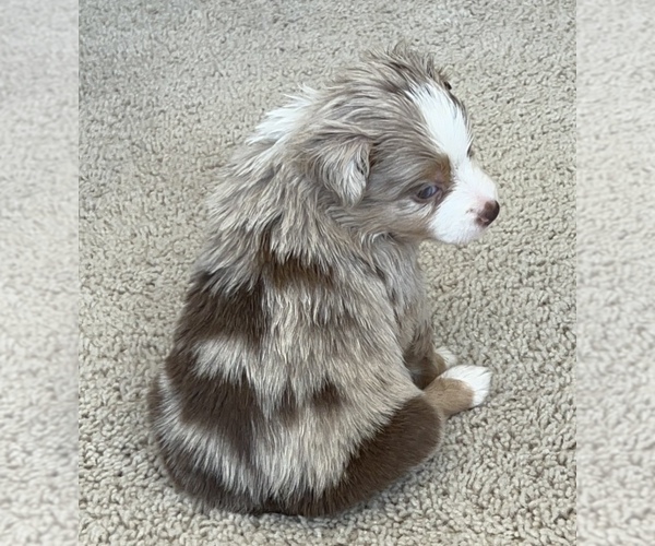 Medium Photo #10 Miniature Australian Shepherd Puppy For Sale in ARDMORE, OK, USA