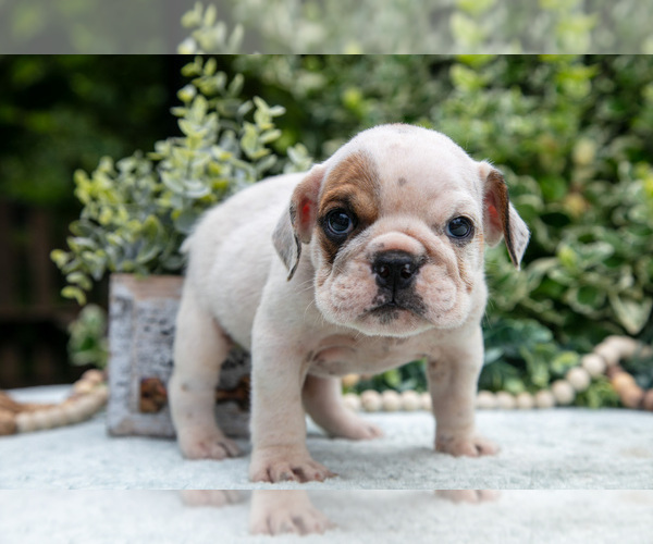 Medium Photo #25 English Bulldog Puppy For Sale in GORDONVILLE, PA, USA