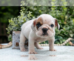 Small Photo #25 English Bulldog Puppy For Sale in GORDONVILLE, PA, USA