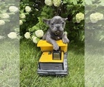 Small #1 French Bulldog