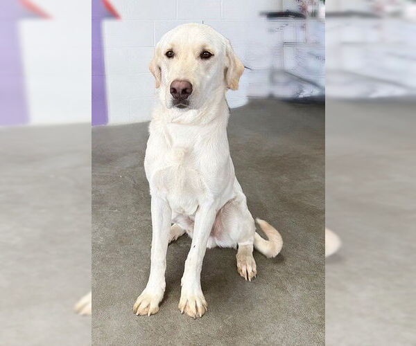 Medium Photo #3 Mutt Puppy For Sale in Genesee, WI, USA