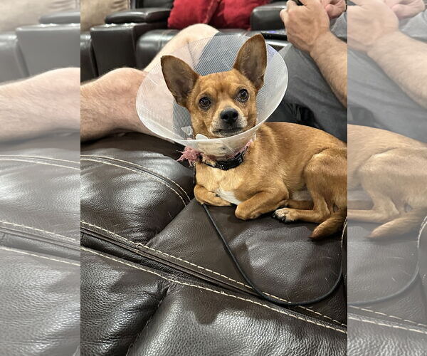 Medium Photo #2 Chihuahua-Unknown Mix Puppy For Sale in Polson, MT, USA