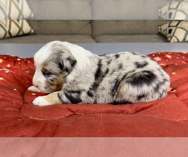 Medium Photo #56 Australian Shepherd Puppy For Sale in SALISBURY, NC, USA
