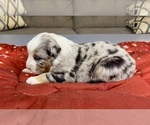 Small Photo #56 Australian Shepherd Puppy For Sale in SALISBURY, NC, USA
