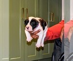 Small #1 Presa Canario