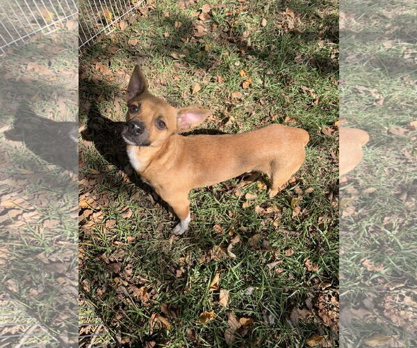 Medium Photo #5 Chihuahua-Unknown Mix Puppy For Sale in Holly Springs, NC, USA