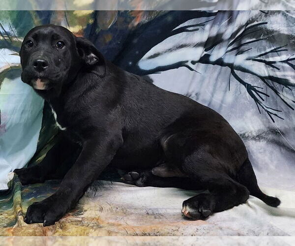 Medium Photo #1 Bulldog-Labrador Retriever Mix Puppy For Sale in Wetumpka, AL, USA
