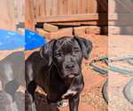 Small Photo #3 Mastiff-Unknown Mix Puppy For Sale in Greenville, SC, USA