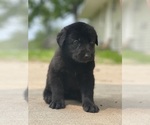 Small #7 Shepradors